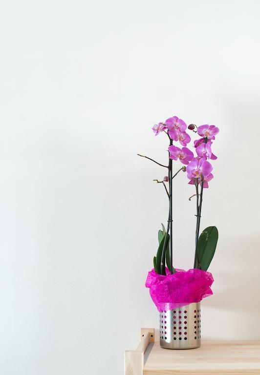B&B Feel At Home Fiumicino Luaran gambar